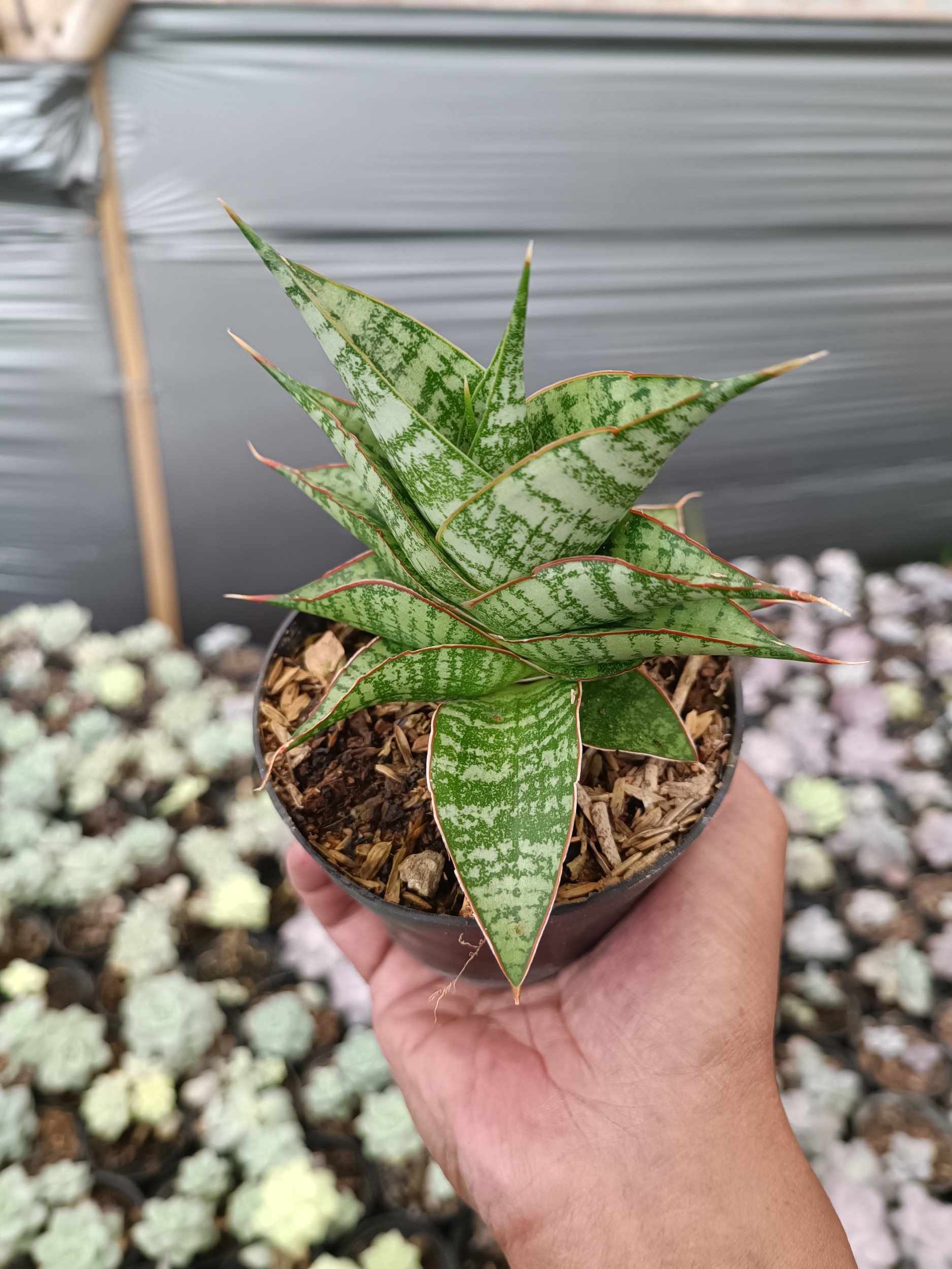 2272. Sansevieria Hihyd - Image 4