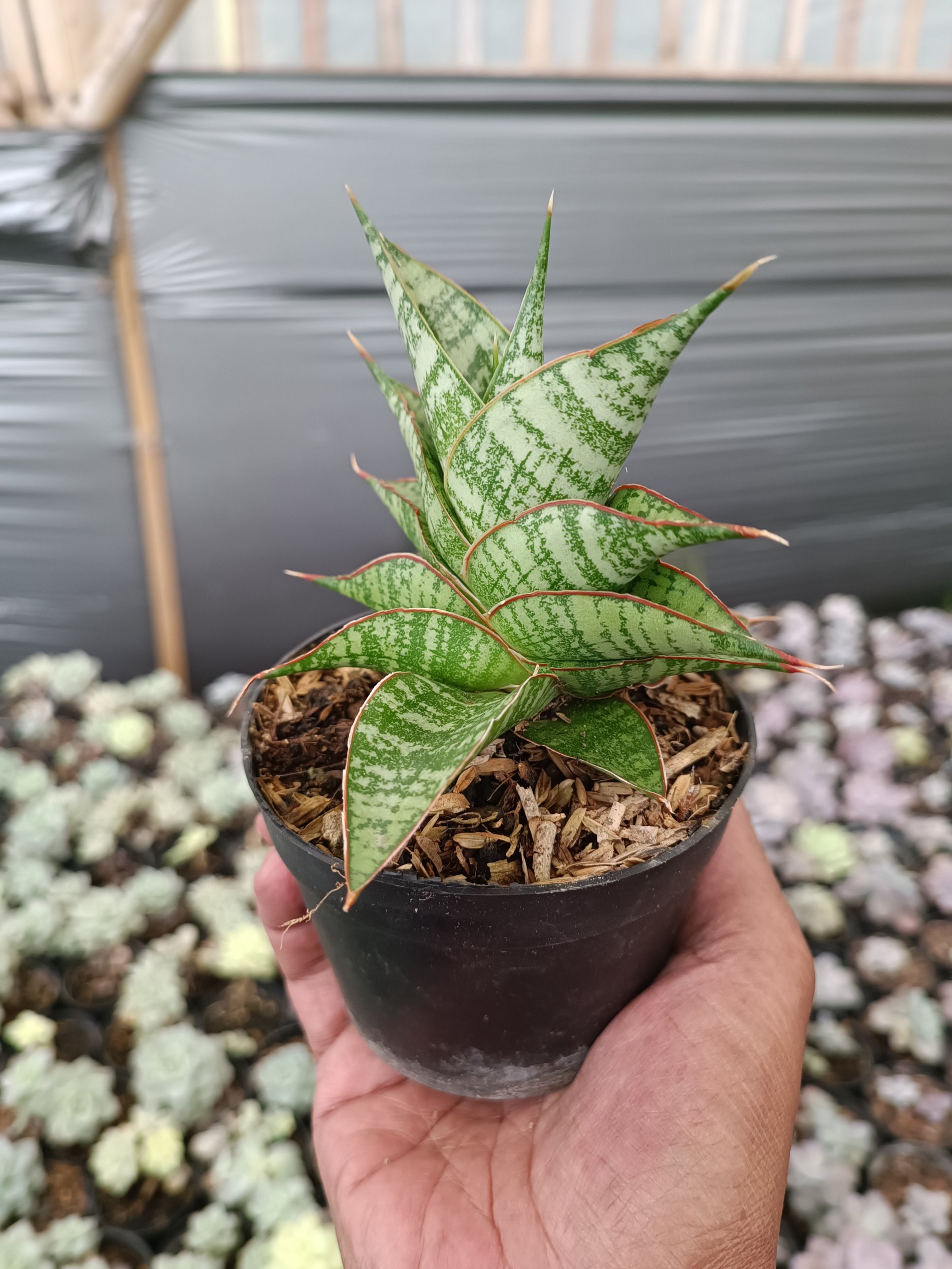 2272. Sansevieria Hihyd - Image 5
