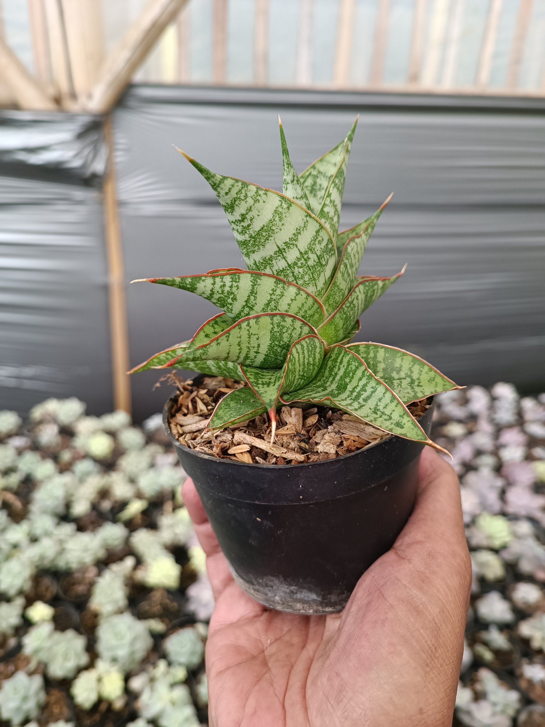 2272. Sansevieria Hihyd - Image 6