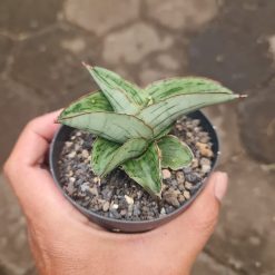 1685. Sansevieria Hobbit Size 10 Cm
