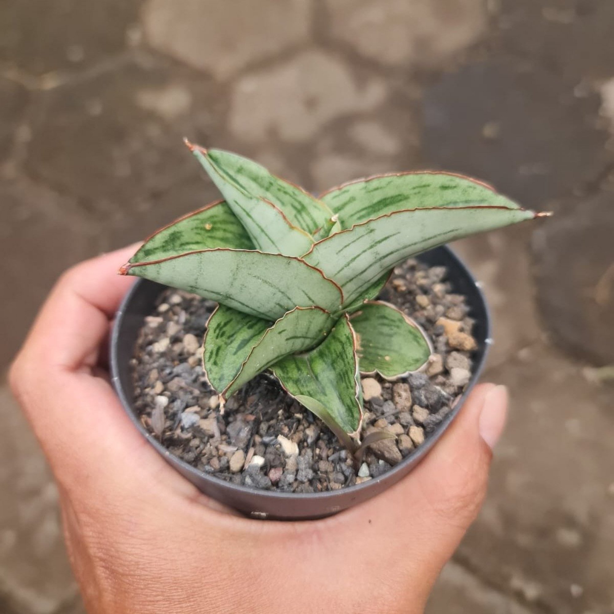 1685. Sansevieria Hobbit Size 10 Cm