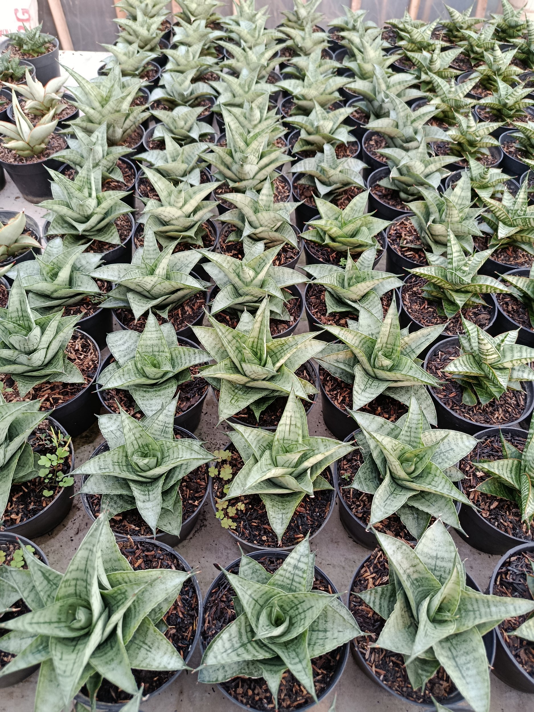 1951. Sansevieria Hybrid Agave - Image 2