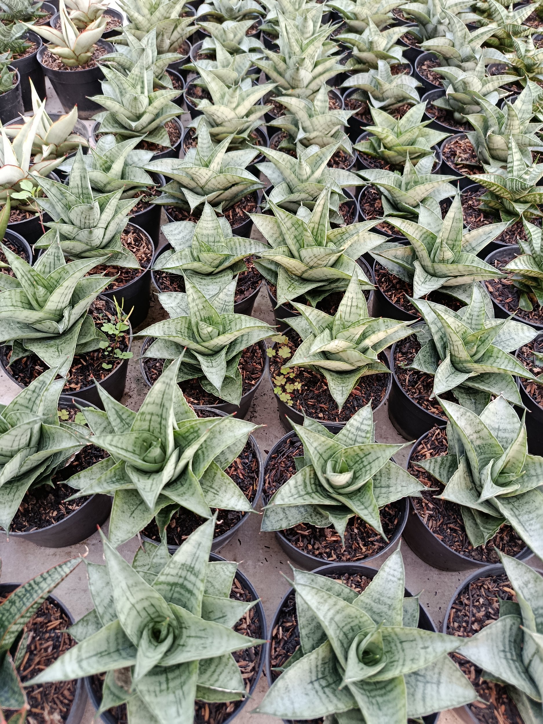 1951. Sansevieria Hybrid Agave - Image 3