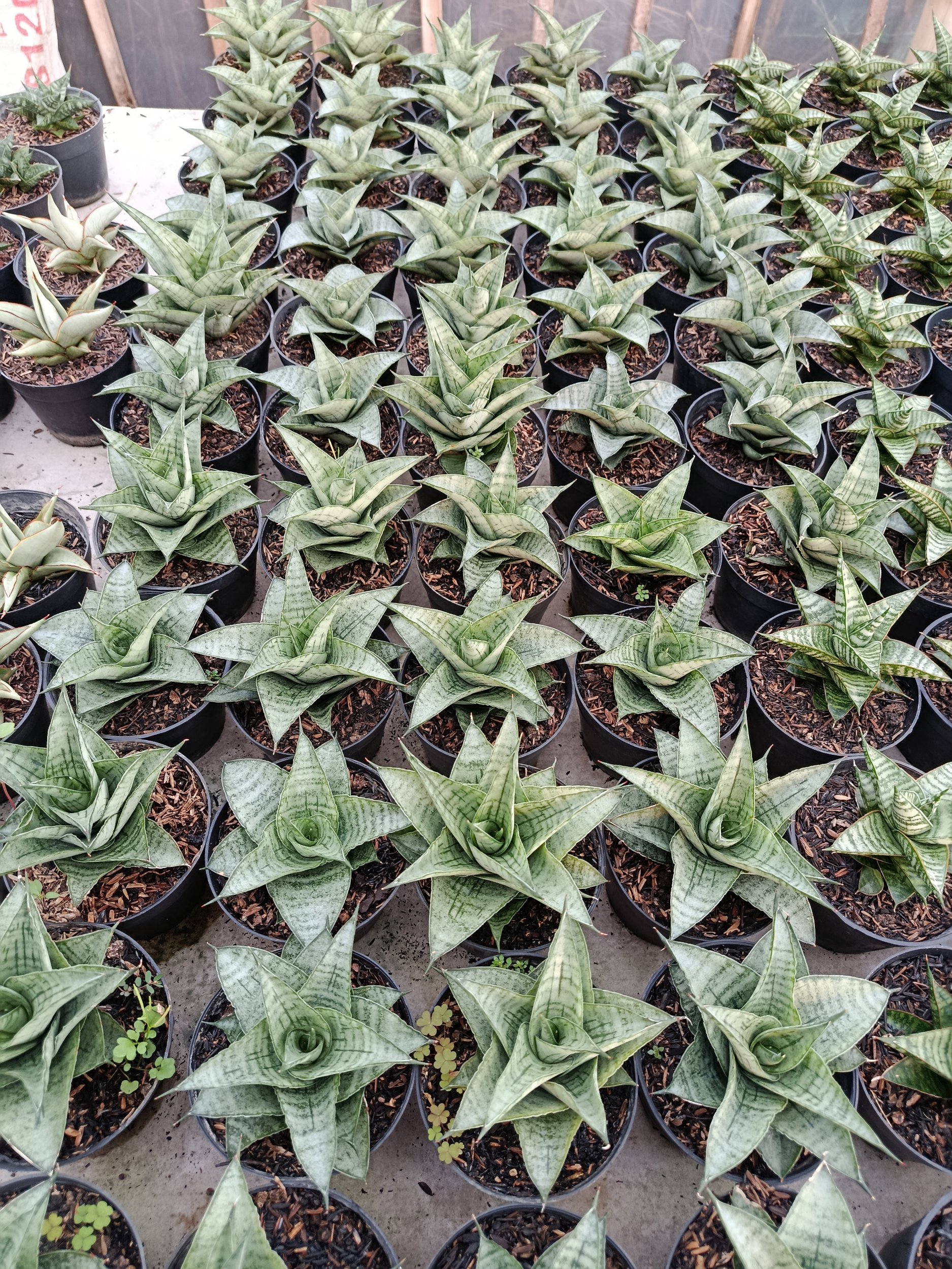 1951. Sansevieria Hybrid Agave - Image 4