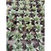 1951. Sansevieria Hybrid Agave