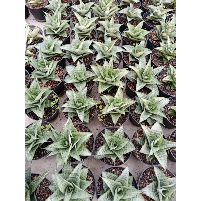 1951. Sansevieria Hybrid Agave