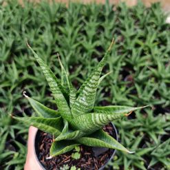 Alternative view of 1948. Sansevieria Hybrid Black Fat