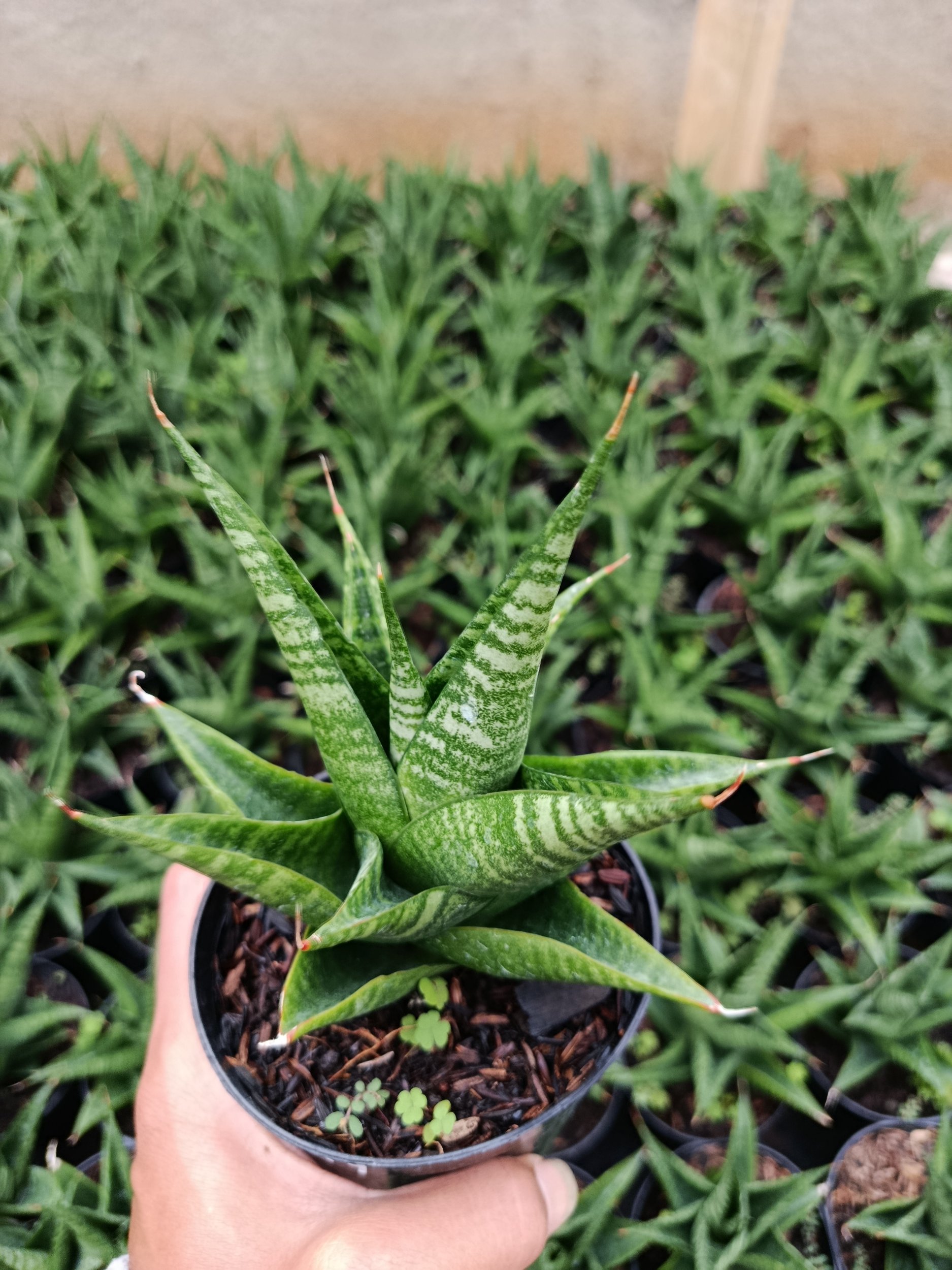 1948. Sansevieria Hybrid Black Fat - Image 2