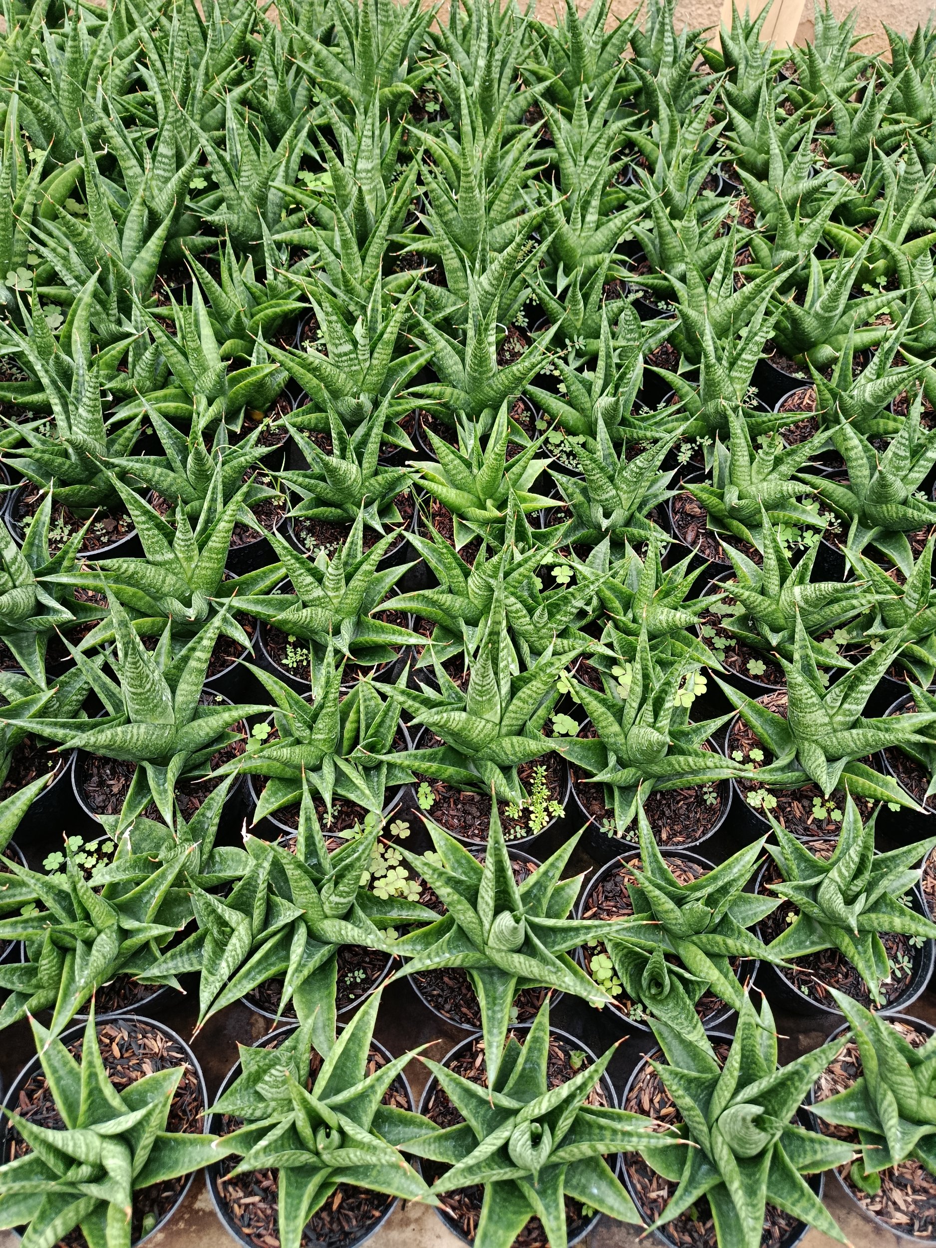 1948. Sansevieria Hybrid Black Fat - Image 4