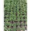 1948. Sansevieria Hybrid Black Fat