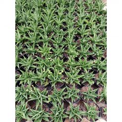 1948. Sansevieria Hybrid Black Fat