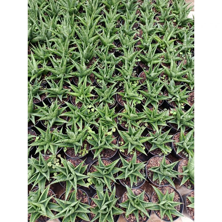 1948. Sansevieria Hybrid Black Fat