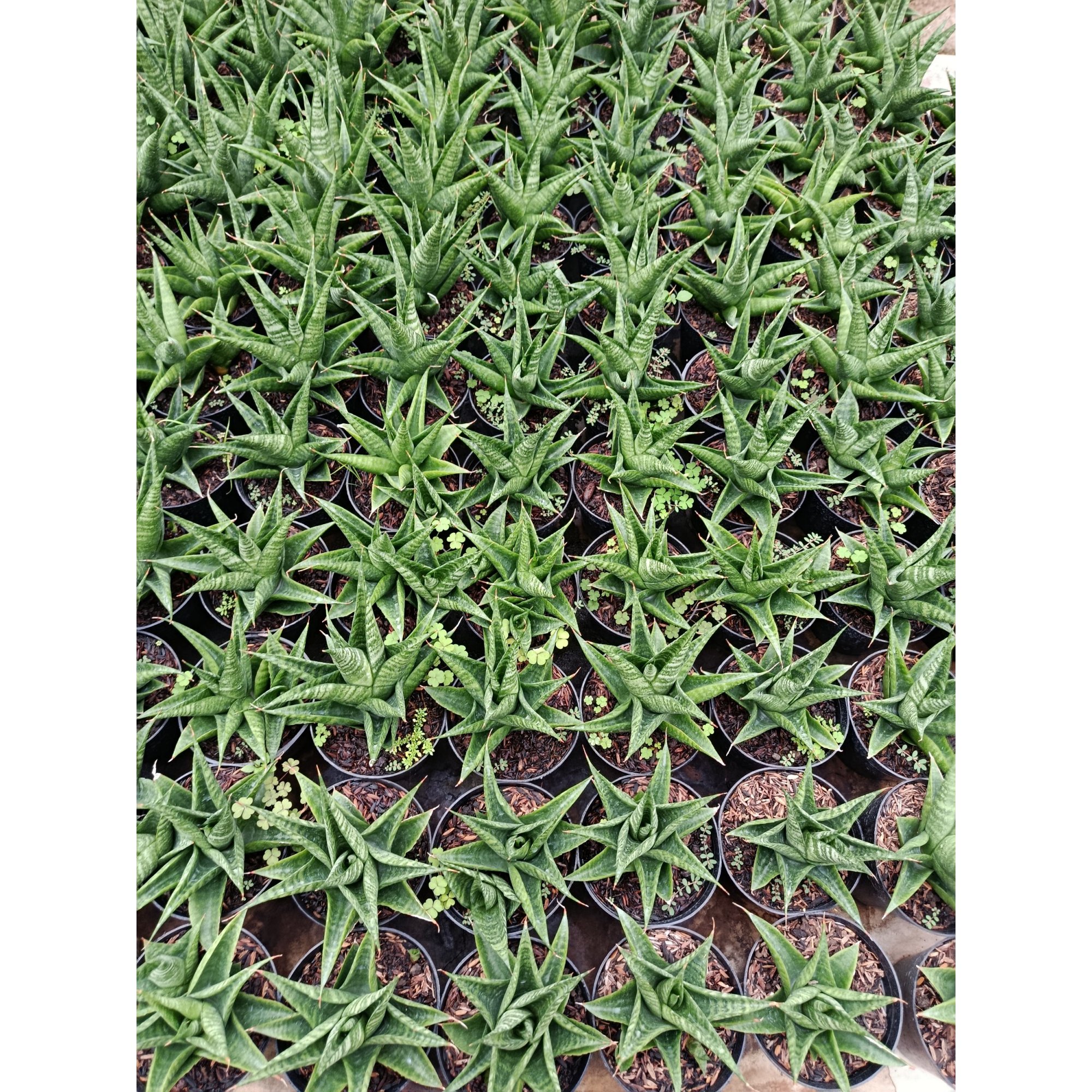 1948. Sansevieria Hybrid Black Fat