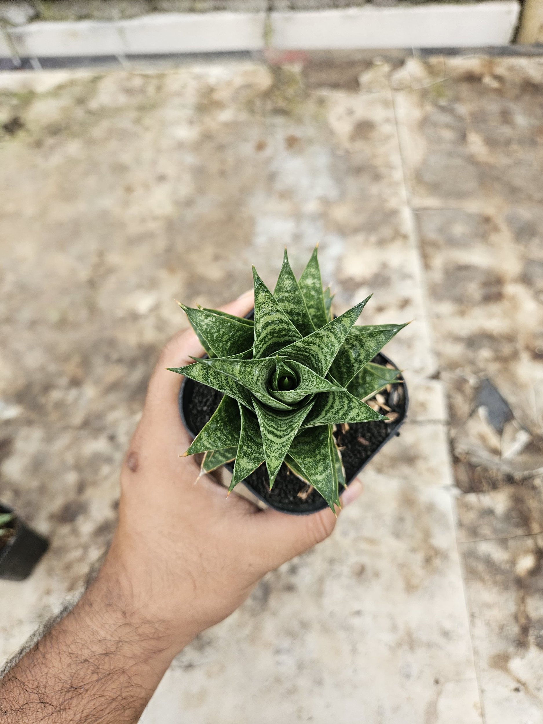 2239. Sansevieria Hybrid Blacky - Image 2