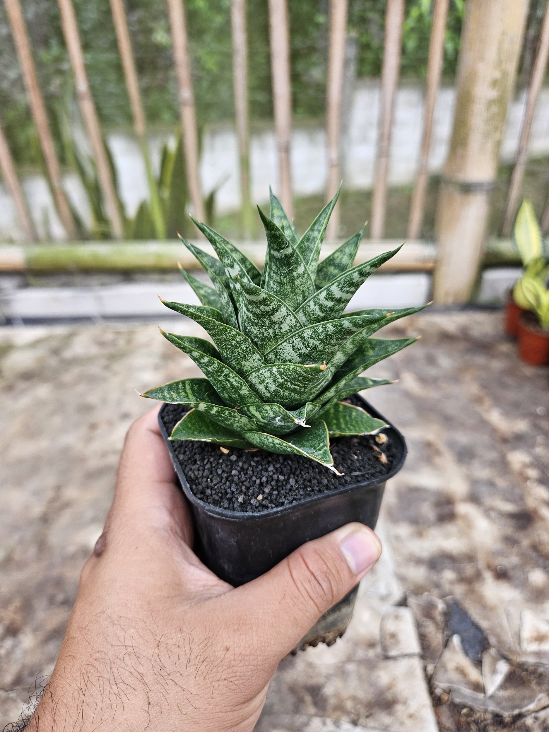 2239. Sansevieria Hybrid Blacky - Image 3
