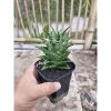 2239. Sansevieria Hybrid Blacky