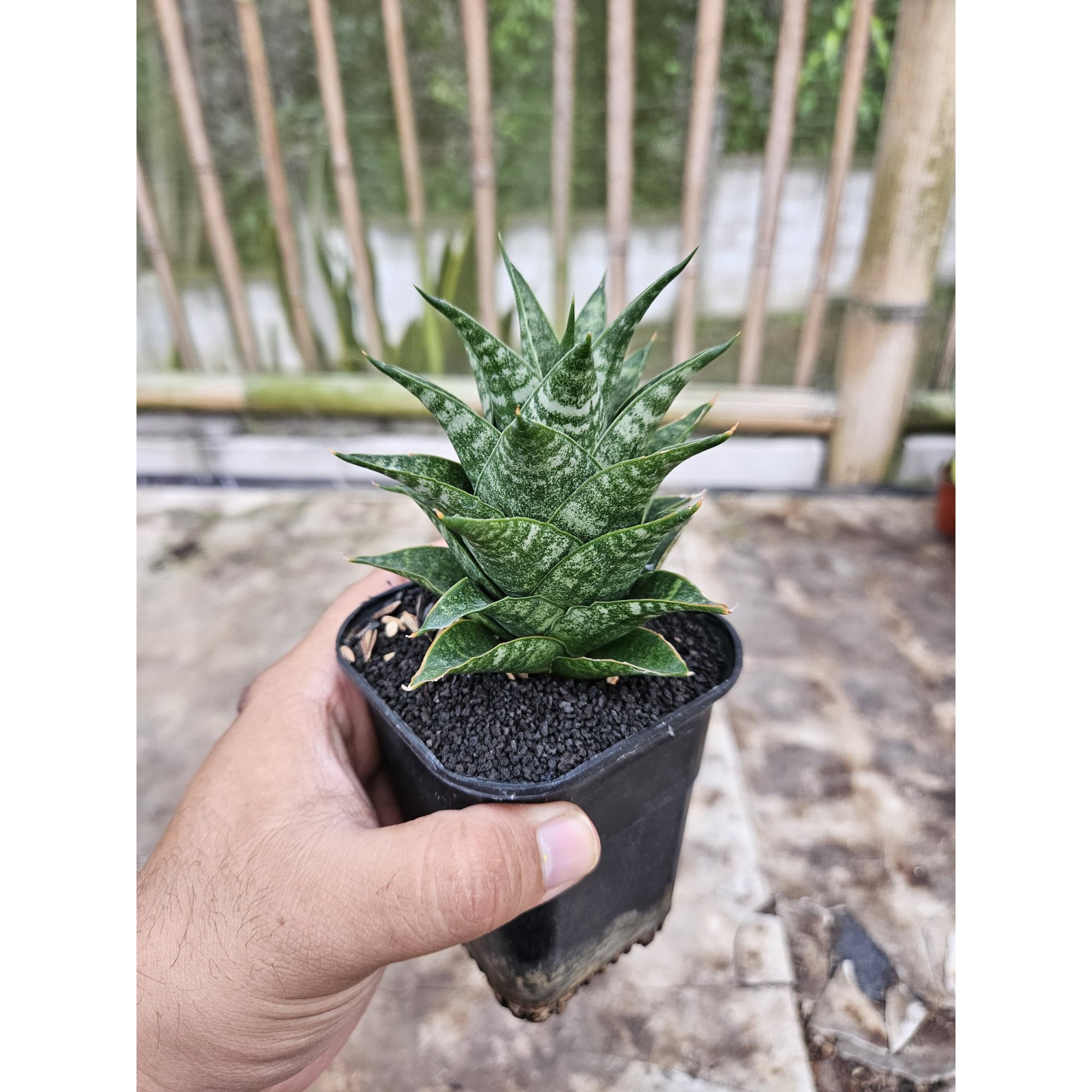 2239. Sansevieria Hybrid Blacky
