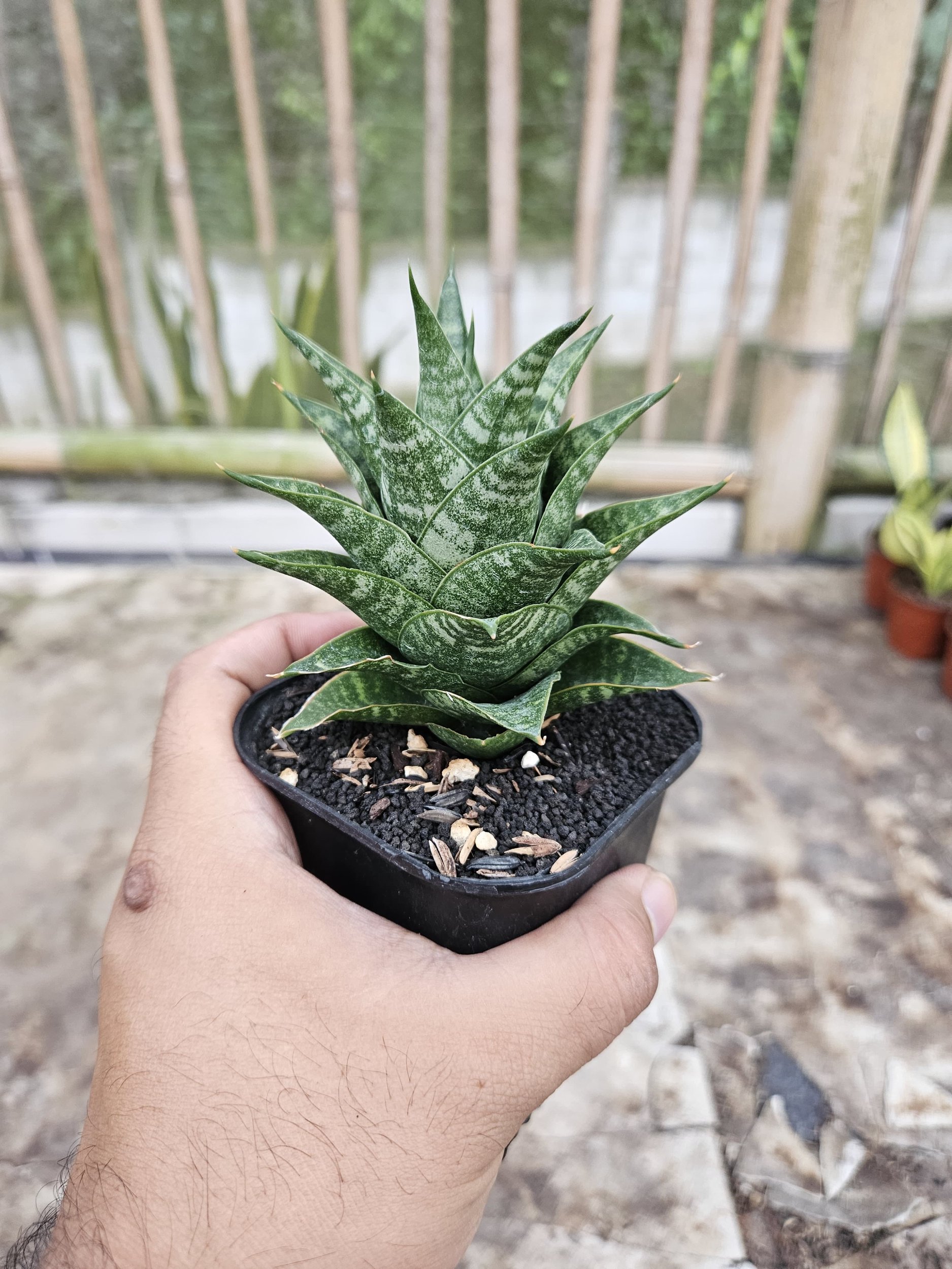 2239. Sansevieria Hybrid Blacky - Image 4