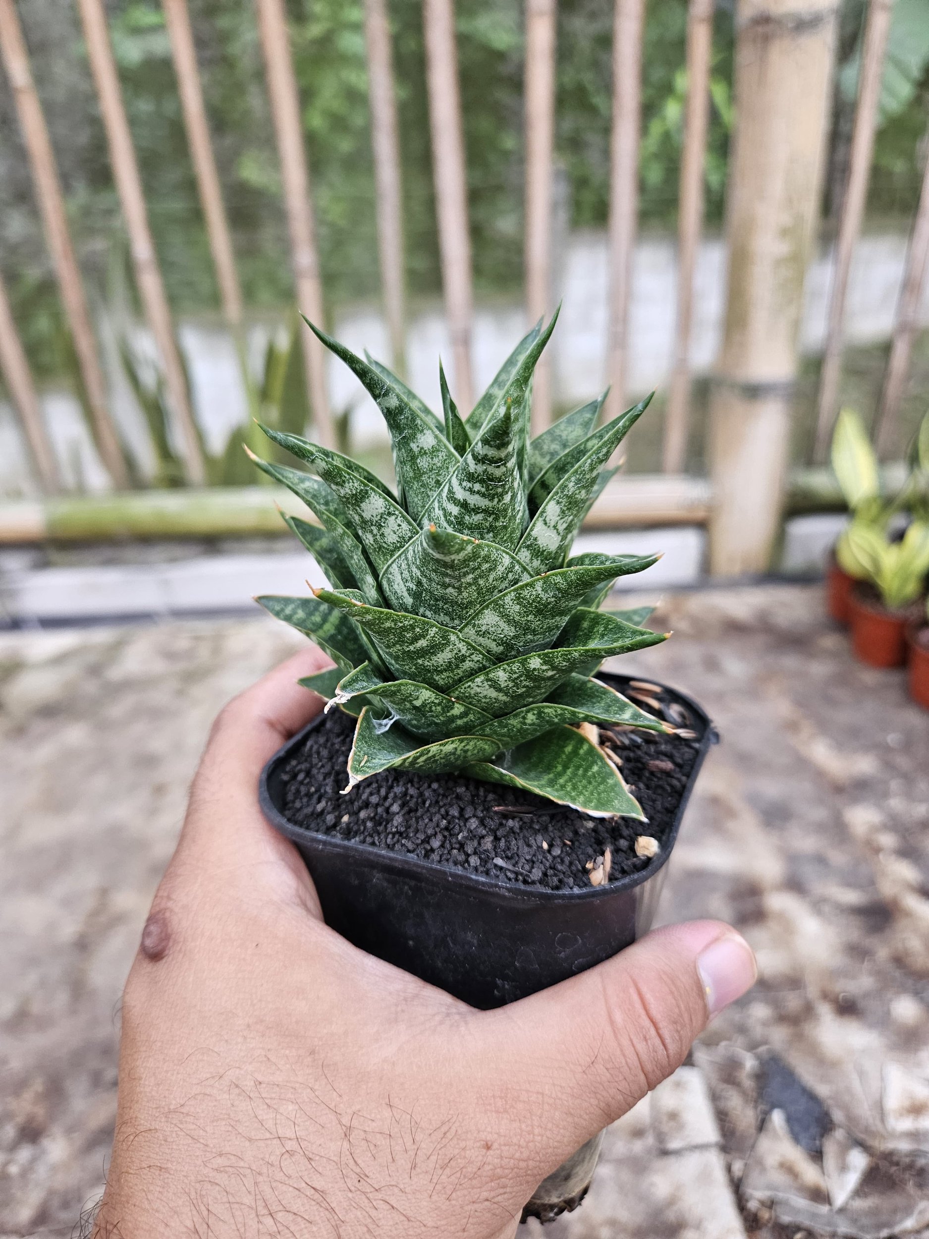 2239. Sansevieria Hybrid Blacky - Image 5