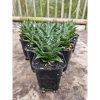 2240. Sansevieria Hybrid Blacky size 10 cm