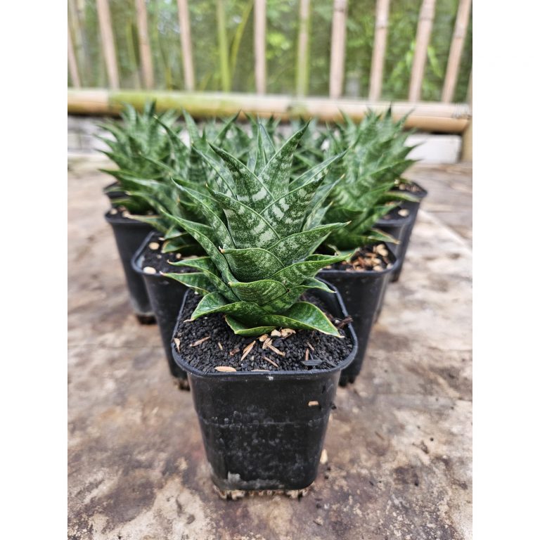 2240. Sansevieria Hybrid Blacky size 10 cm