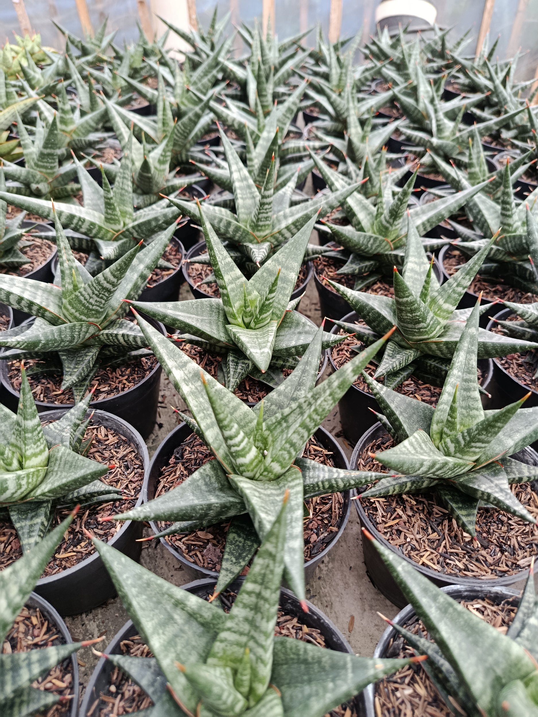 2006. Sansevieria Hybrid Blorong - Image 2