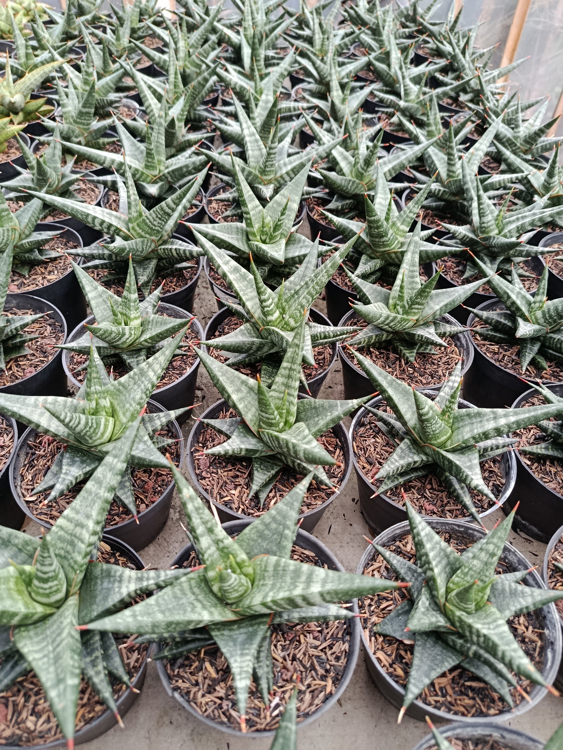 2006. Sansevieria Hybrid Blorong - Image 3