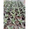 2006. Sansevieria Hybrid Blorong