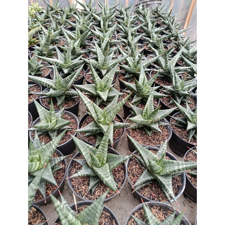 2006. Sansevieria Hybrid Blorong