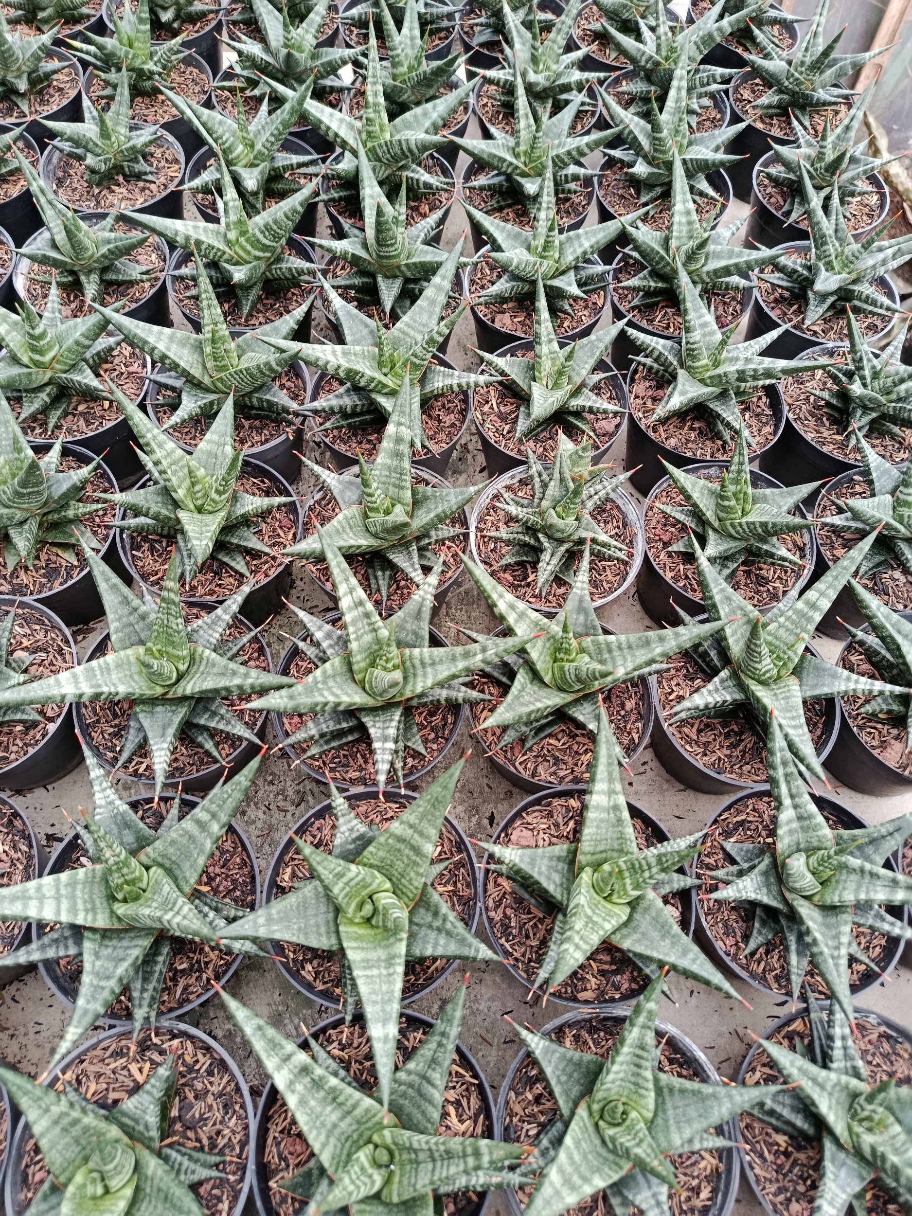 2006. Sansevieria Hybrid Blorong - Image 4