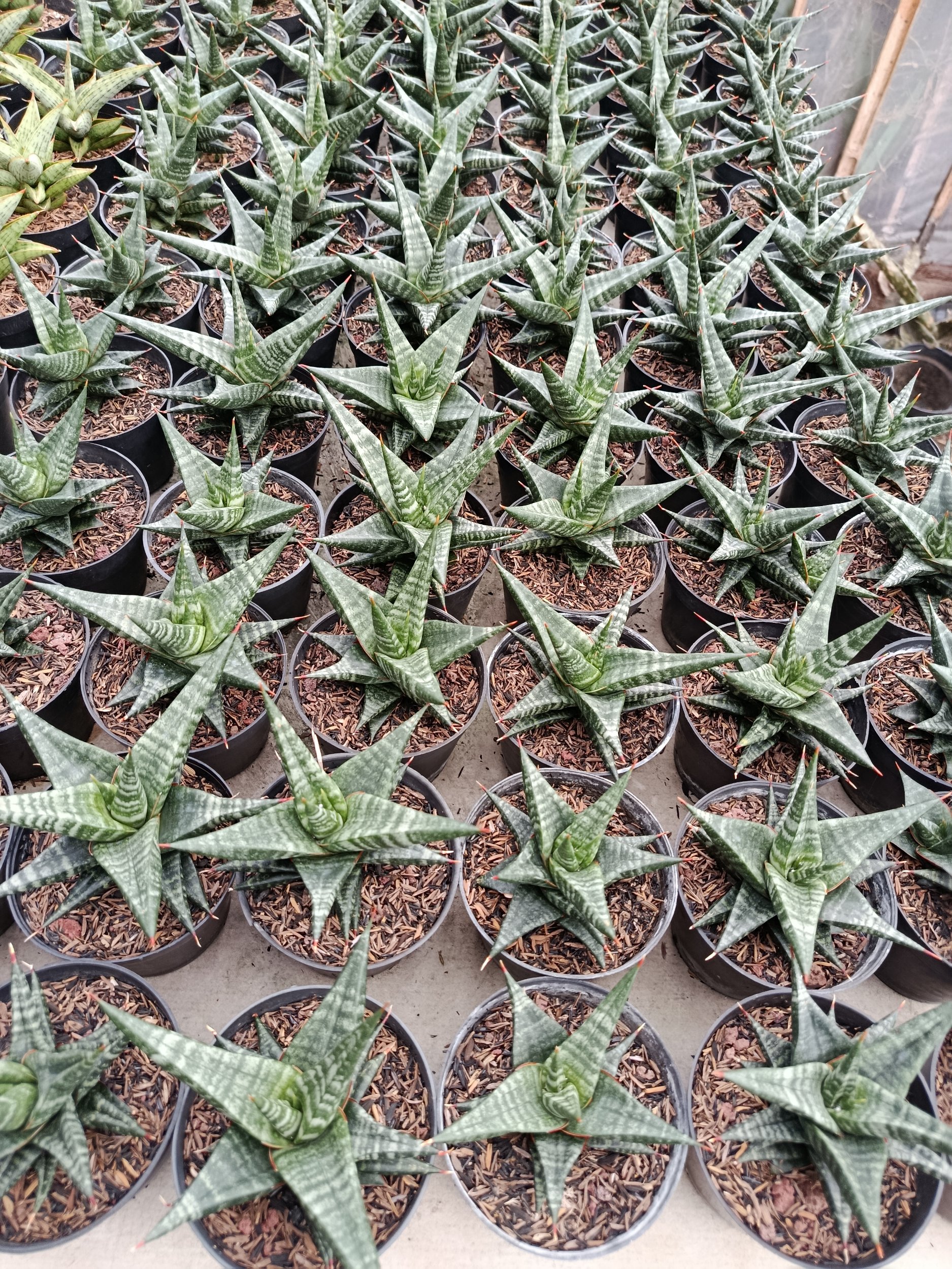 2006. Sansevieria Hybrid Blorong - Image 5