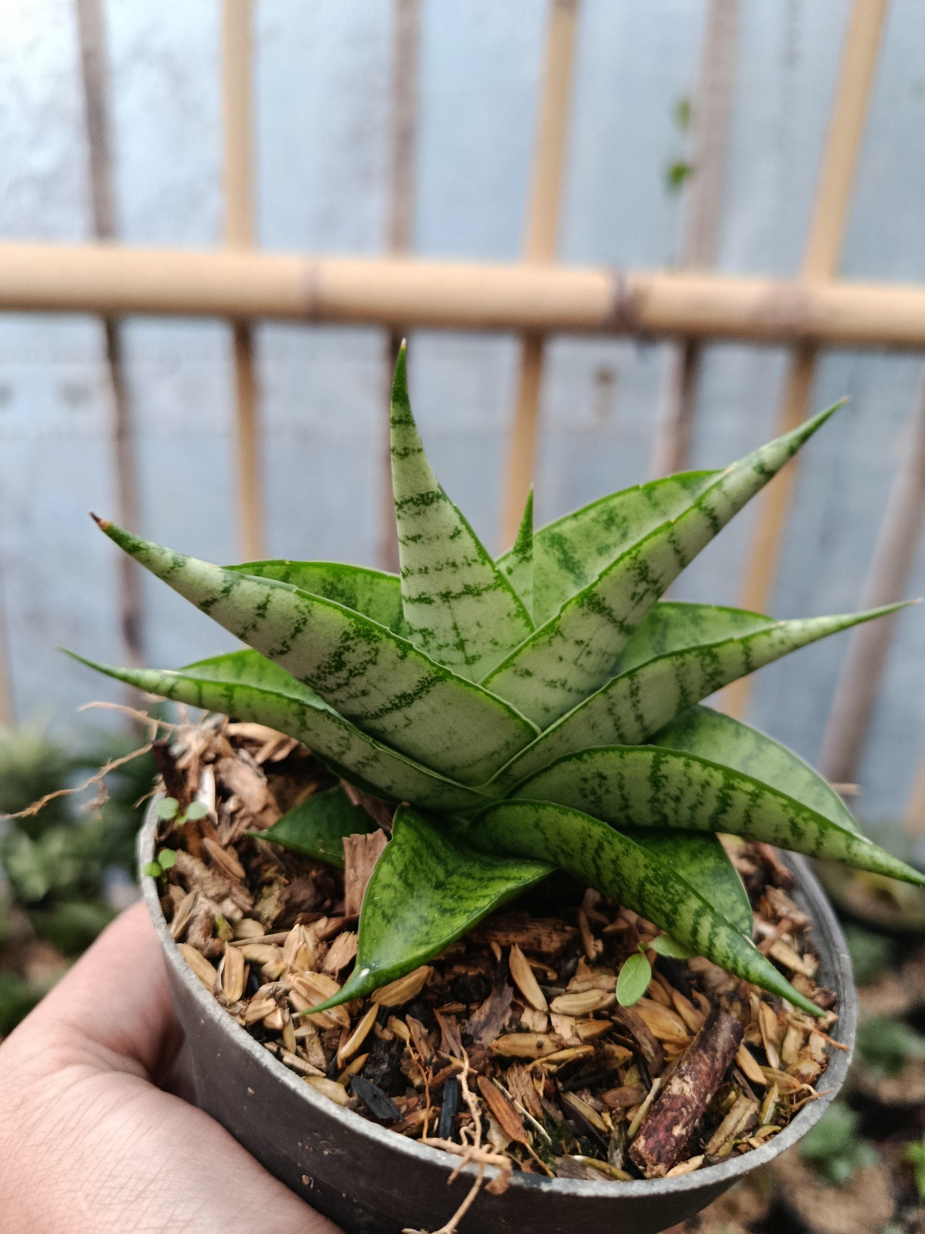 2048. Sansevieria Hybrid Enduro - Image 2