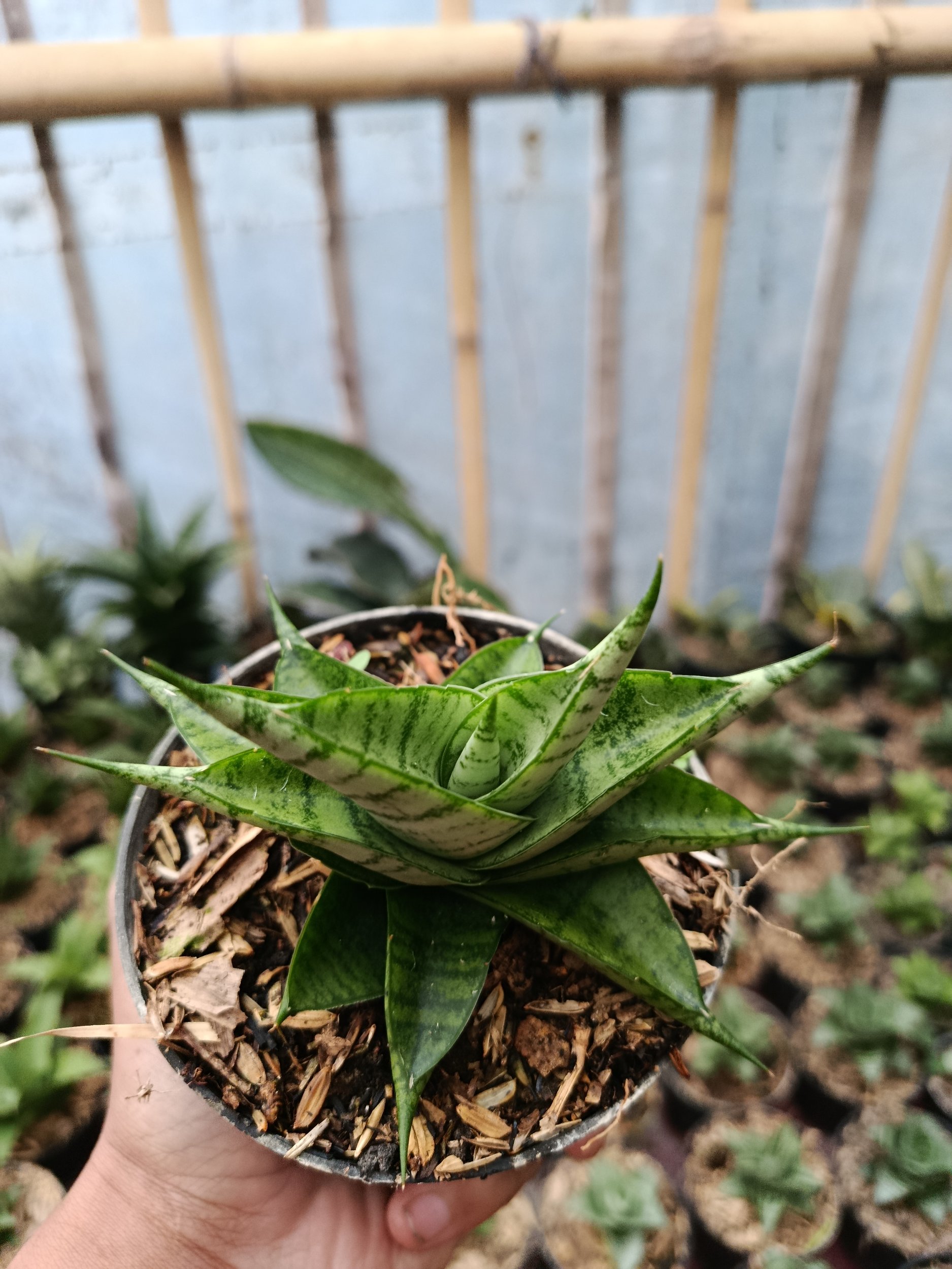 2048. Sansevieria Hybrid Enduro - Image 3