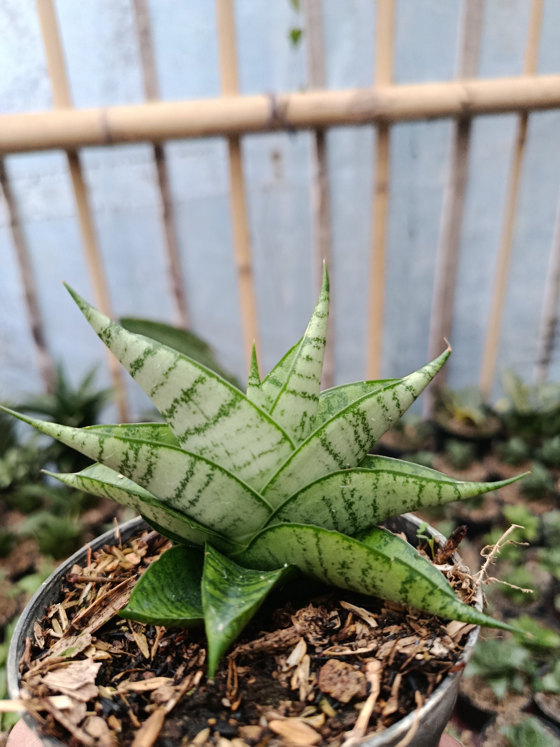 2048. Sansevieria Hybrid Enduro - Image 4