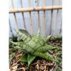 2048. Sansevieria Hybrid Enduro