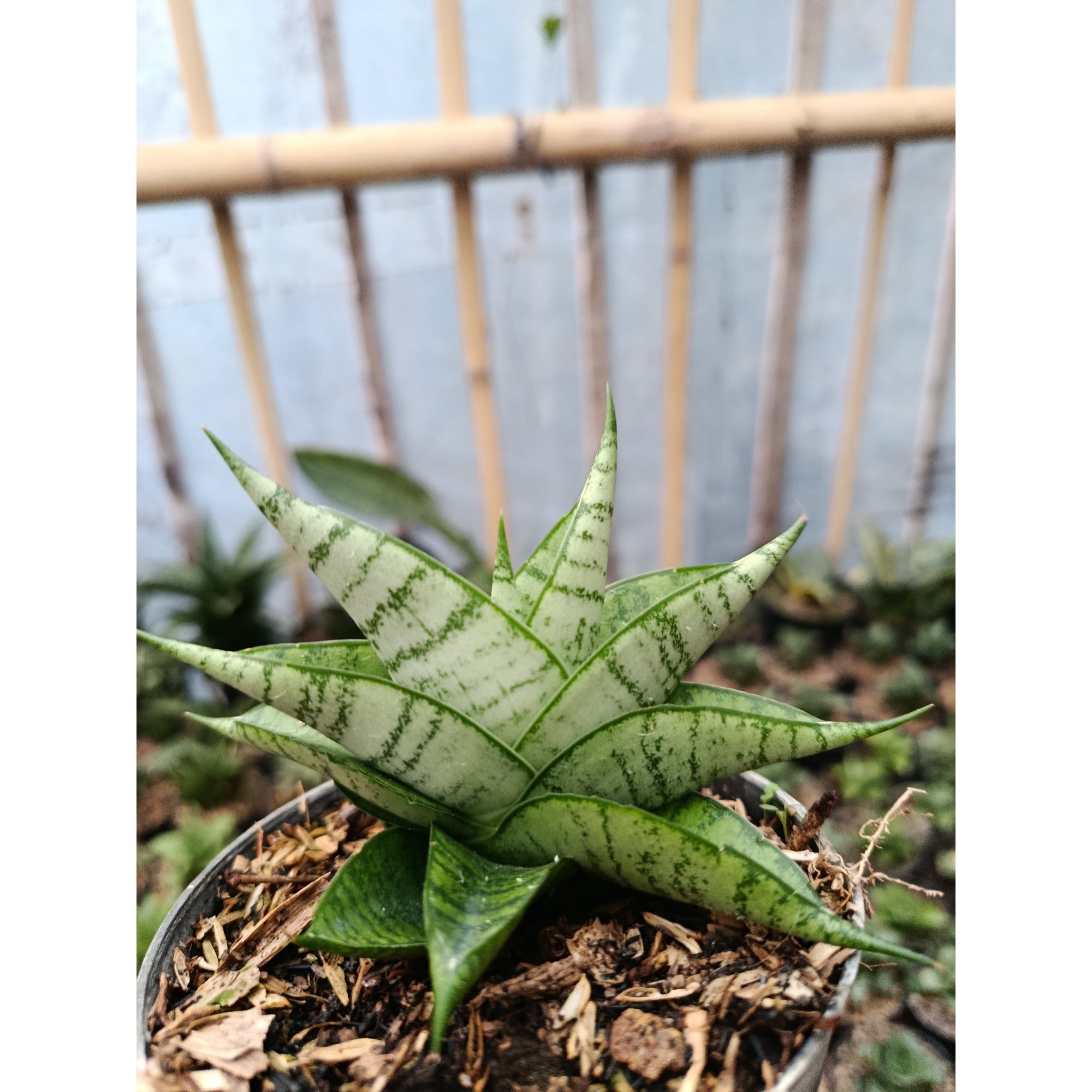 2048. Sansevieria Hybrid Enduro