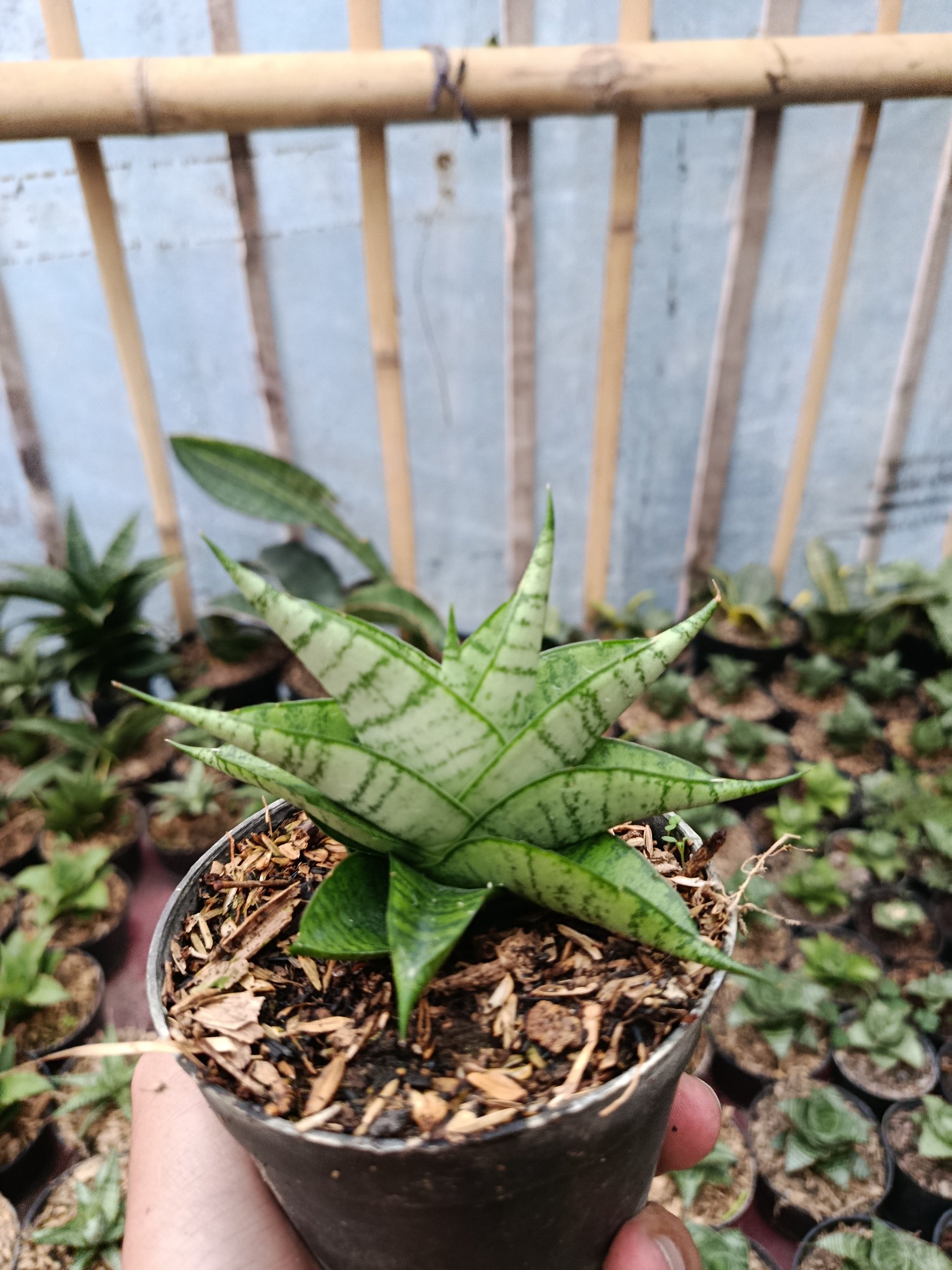 2048. Sansevieria Hybrid Enduro - Image 5