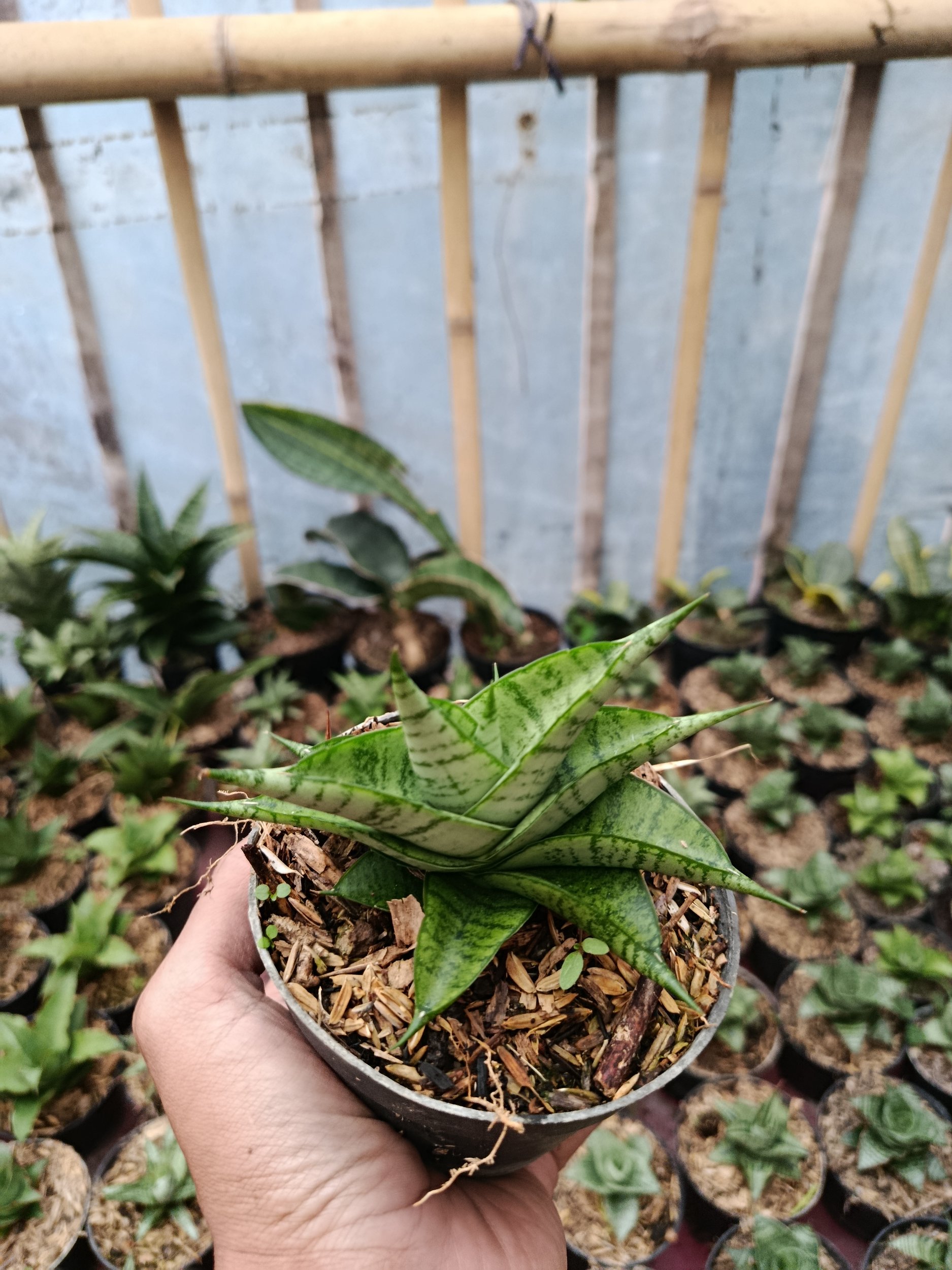 2048. Sansevieria Hybrid Enduro - Image 6