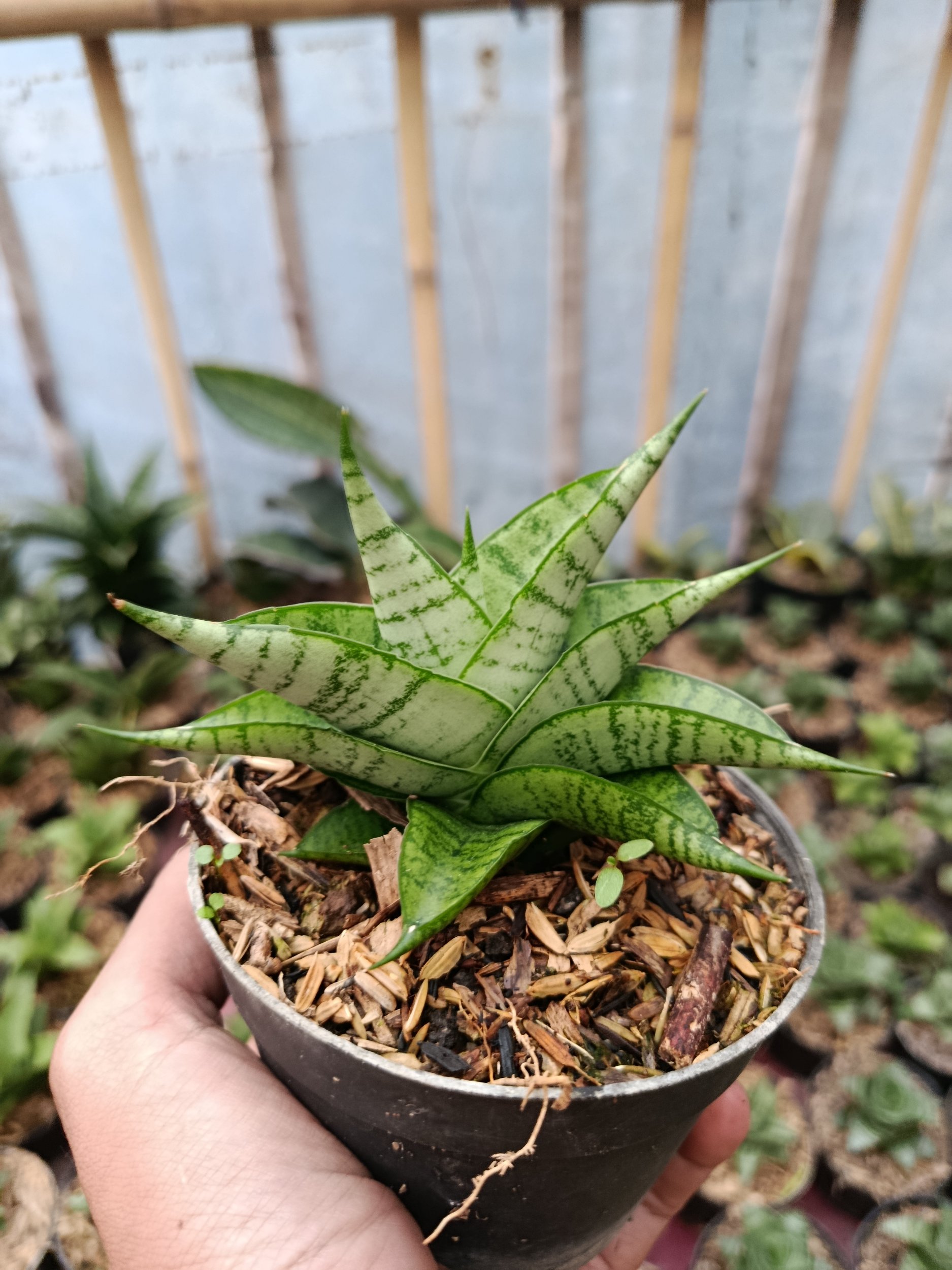 2048. Sansevieria Hybrid Enduro - Image 7