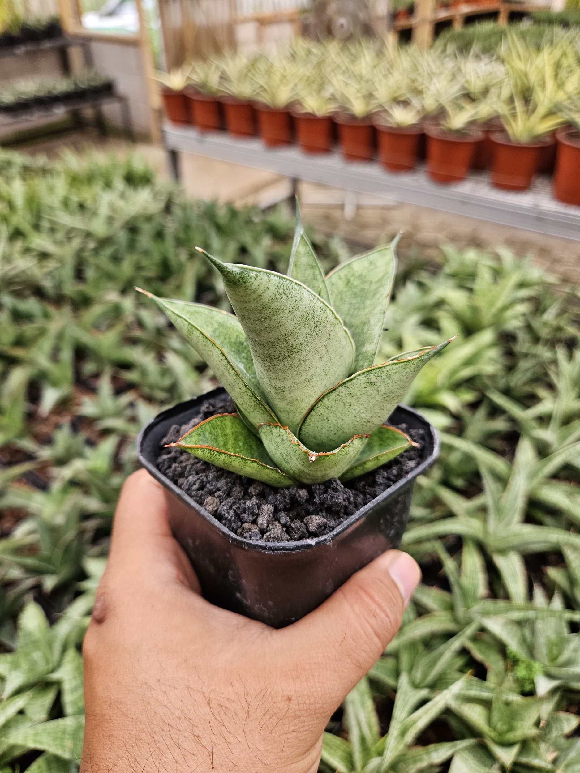 2231. Sansevieria Hybrid Green Ice - Image 2