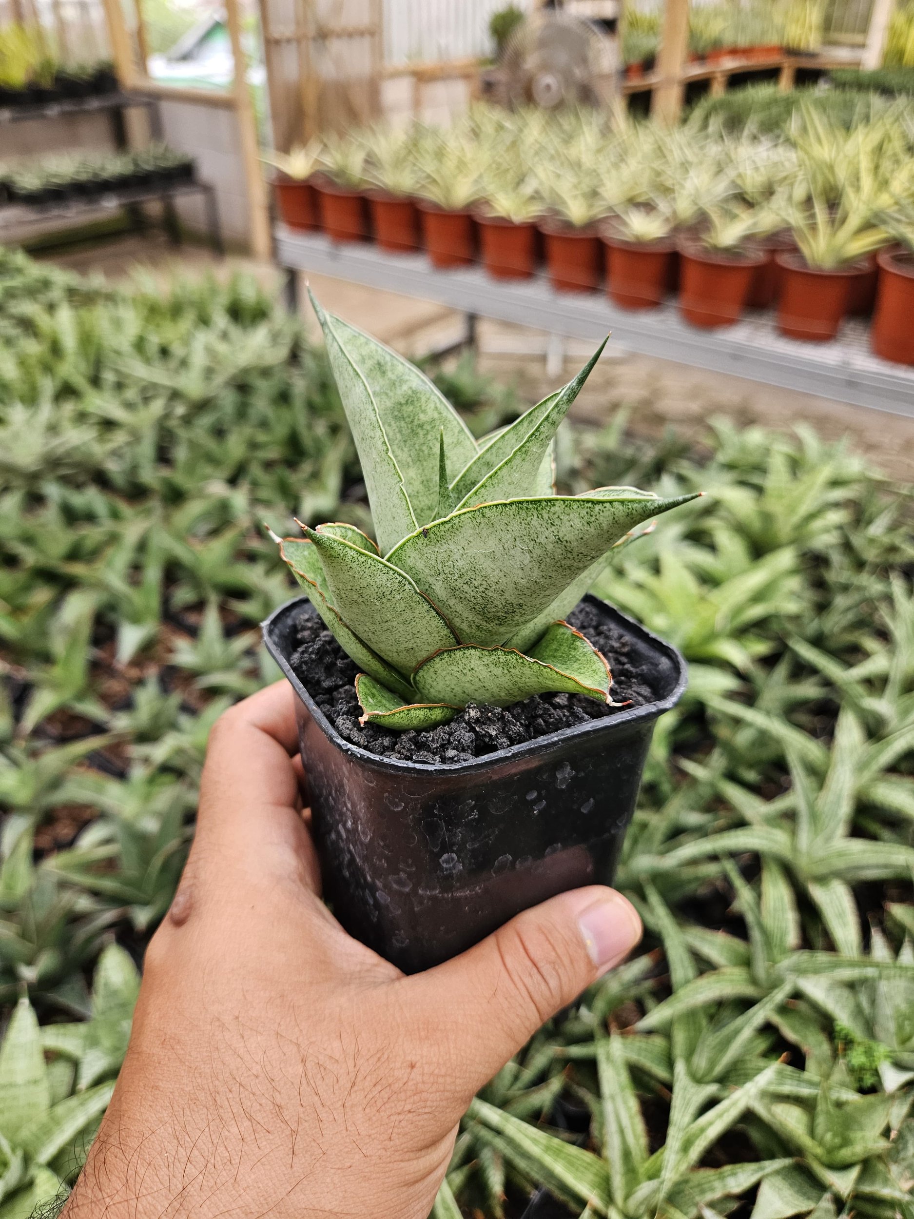 2231. Sansevieria Hybrid Green Ice - Image 3