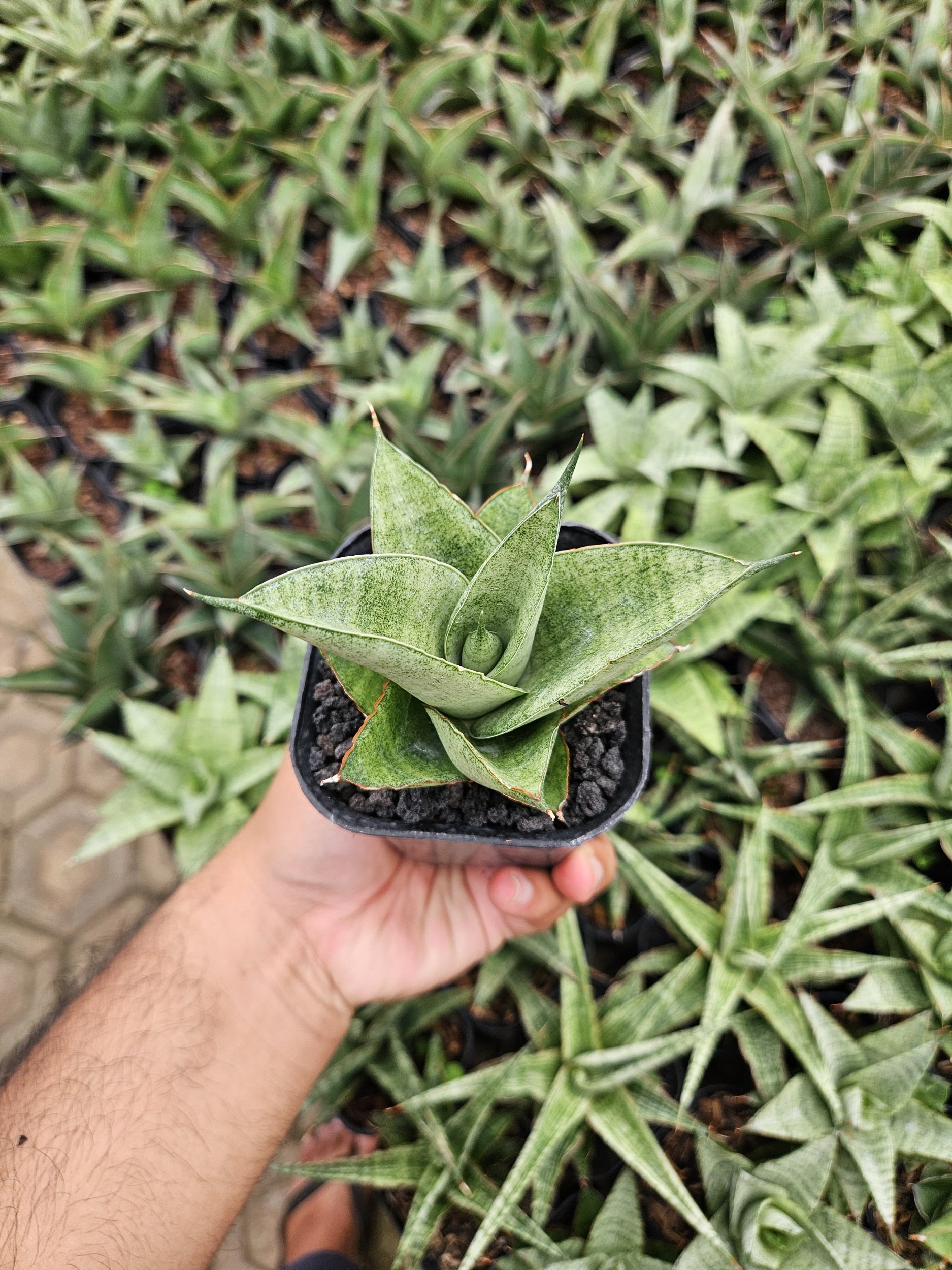 2231. Sansevieria Hybrid Green Ice - Image 4