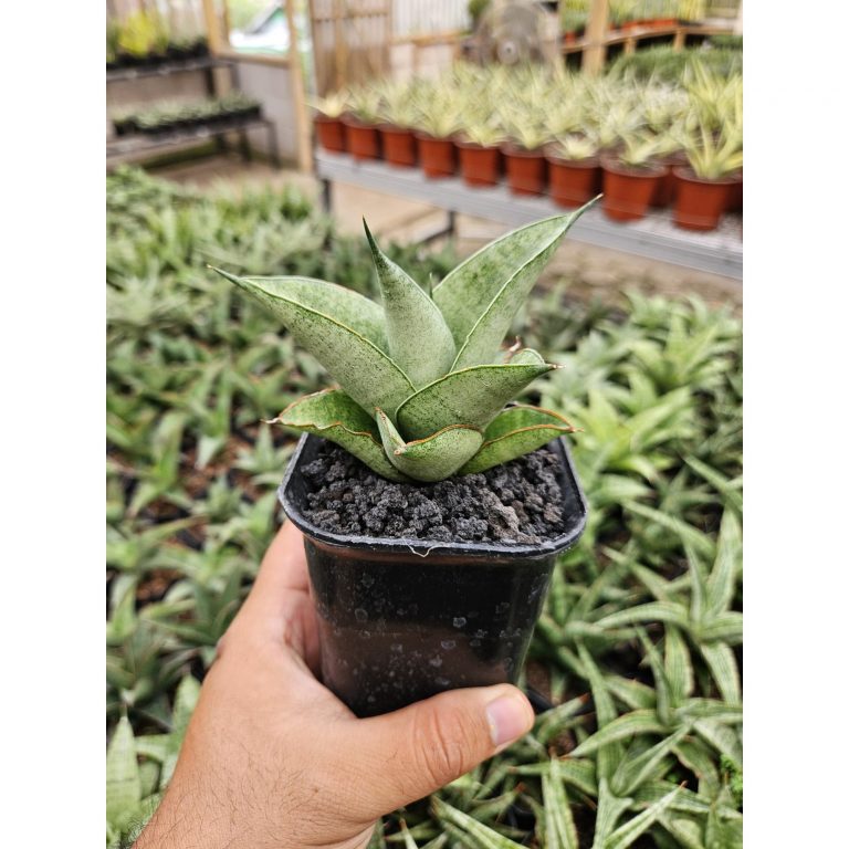 2231. Sansevieria Hybrid Green Ice
