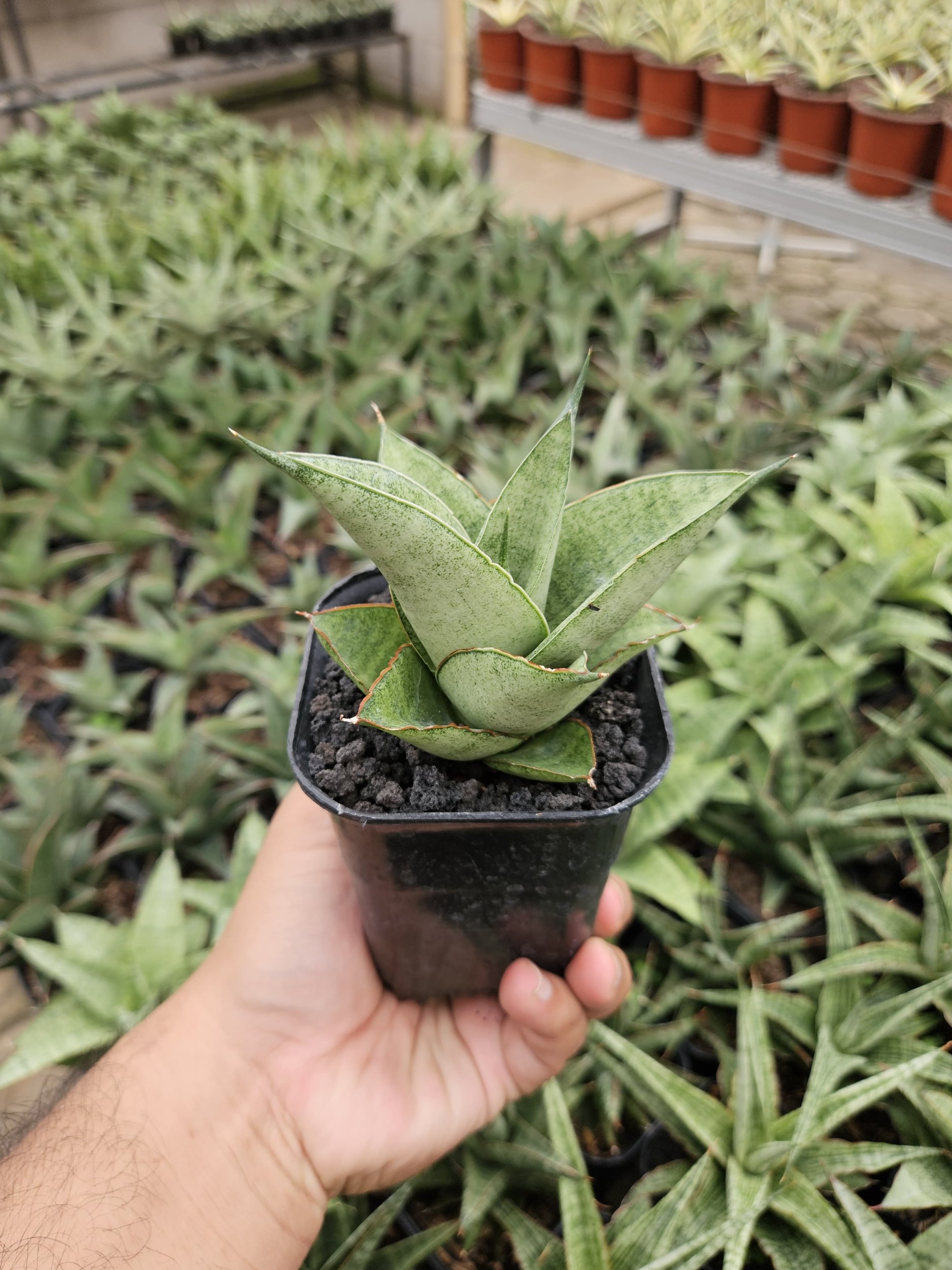 2231. Sansevieria Hybrid Green Ice - Image 5