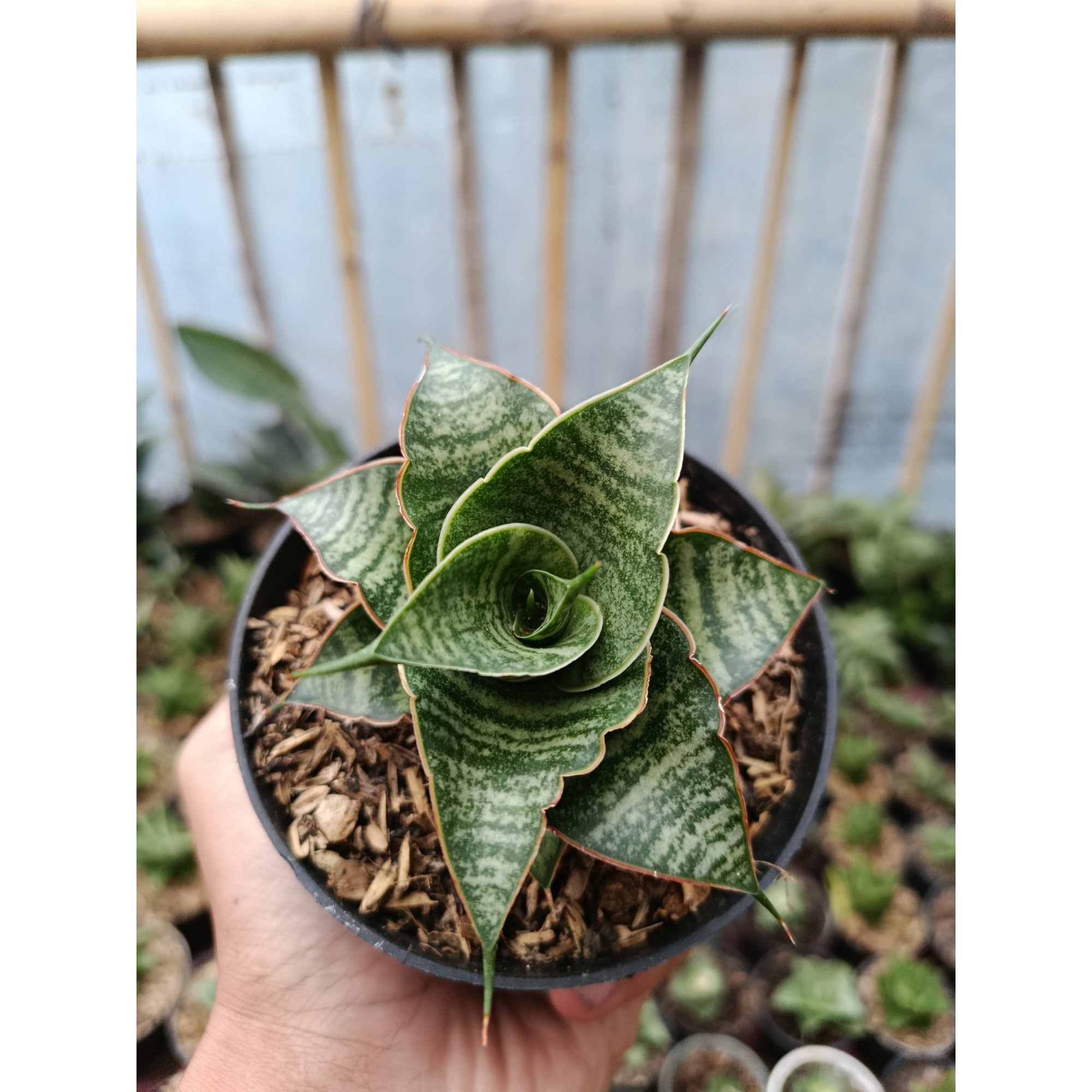 2049. Sansevieria Hybrid Jody Pati