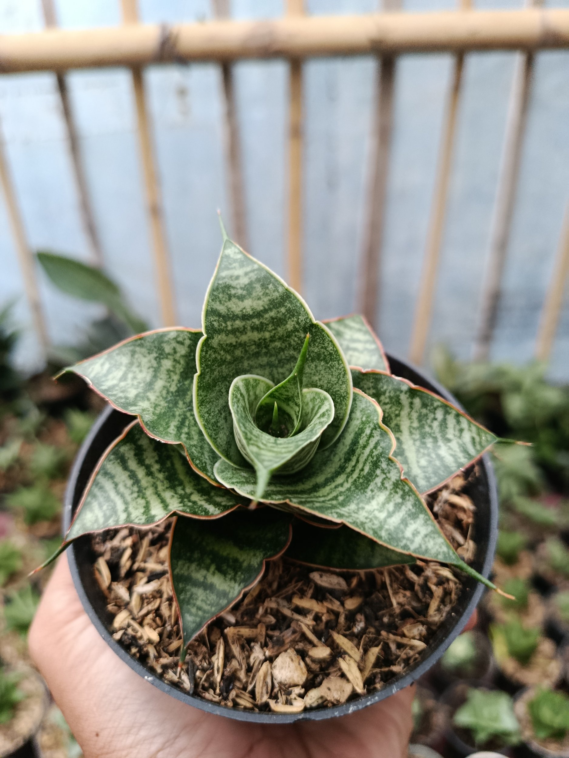 2049. Sansevieria Hybrid Jody Pati - Image 2