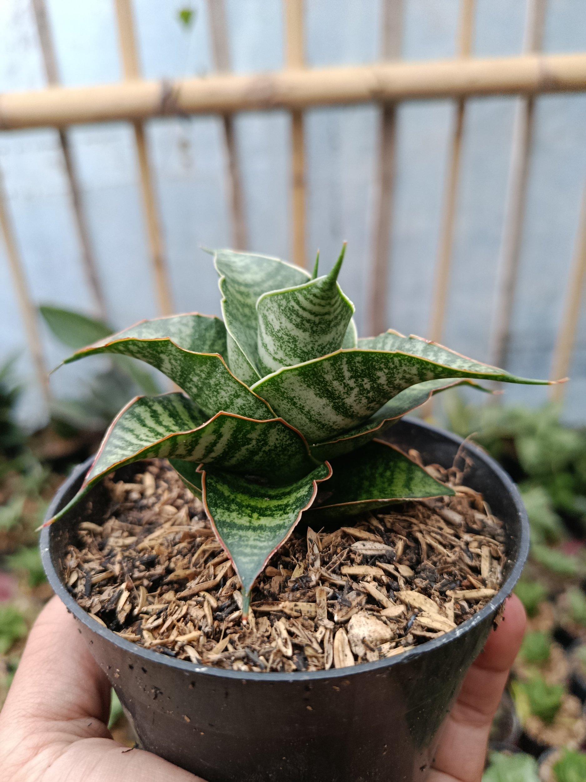 2049. Sansevieria Hybrid Jody Pati - Image 3