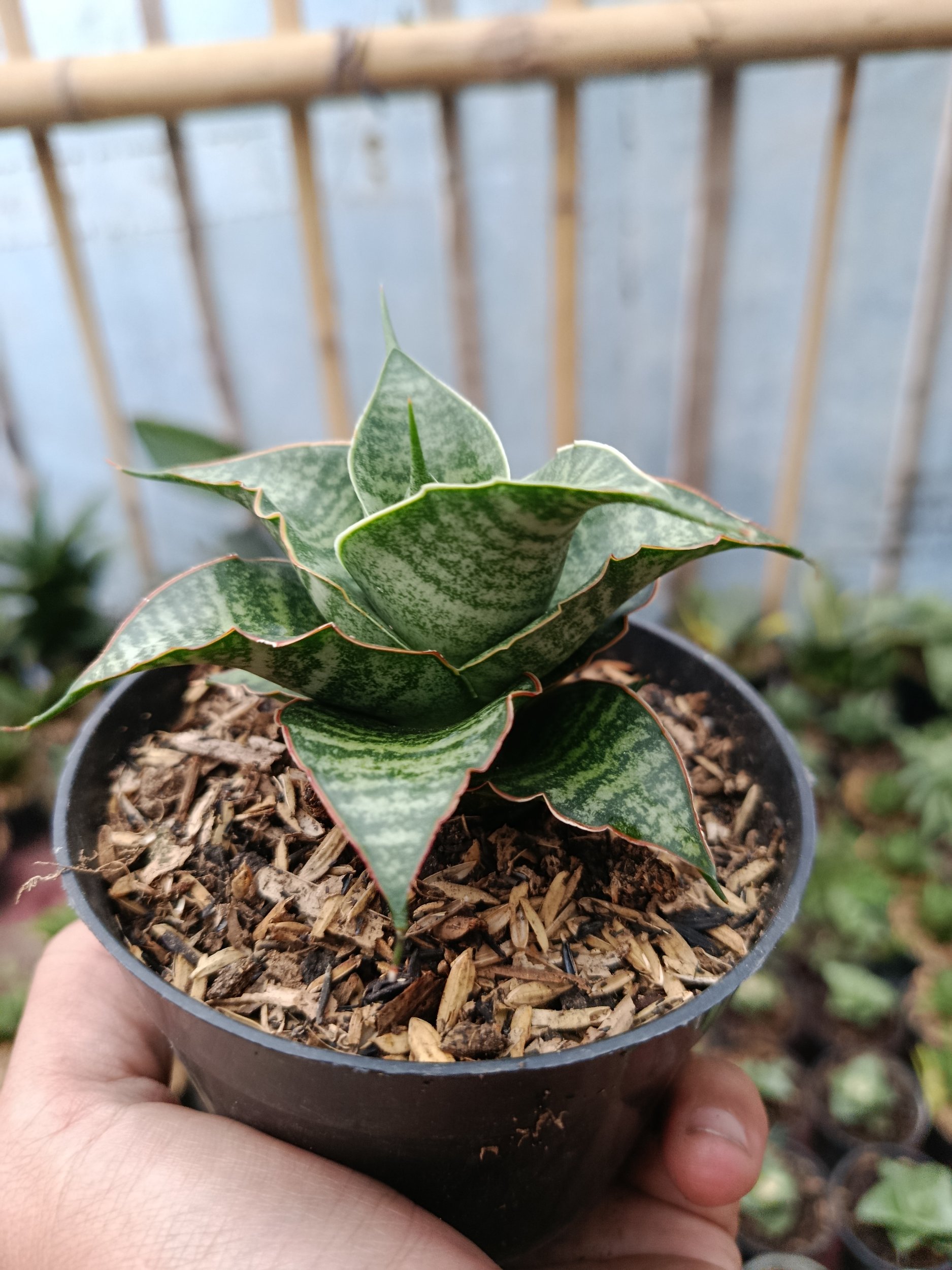 2049. Sansevieria Hybrid Jody Pati - Image 4