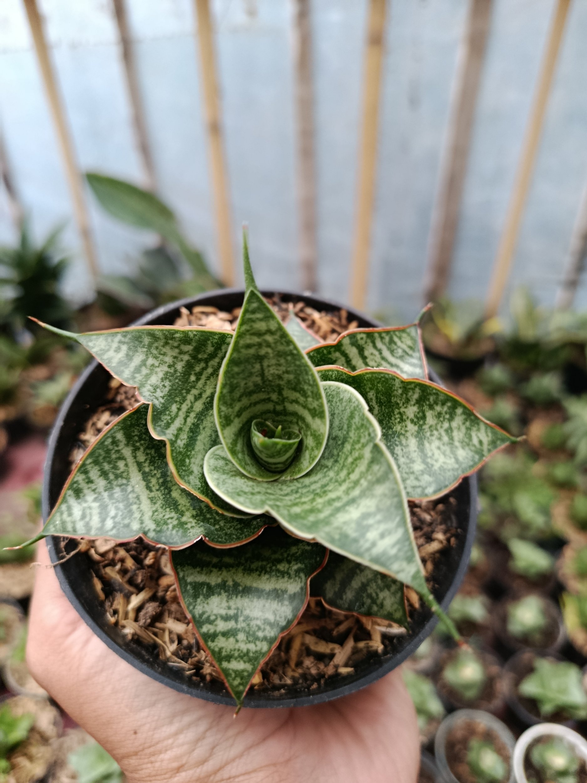 2049. Sansevieria Hybrid Jody Pati - Image 5