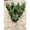 2214. Sansevieria Hybrid Jotun 10 Pcs